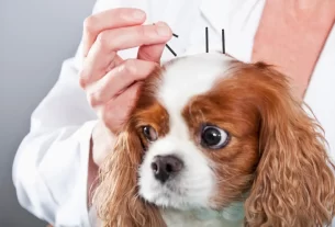 acupuntura pet