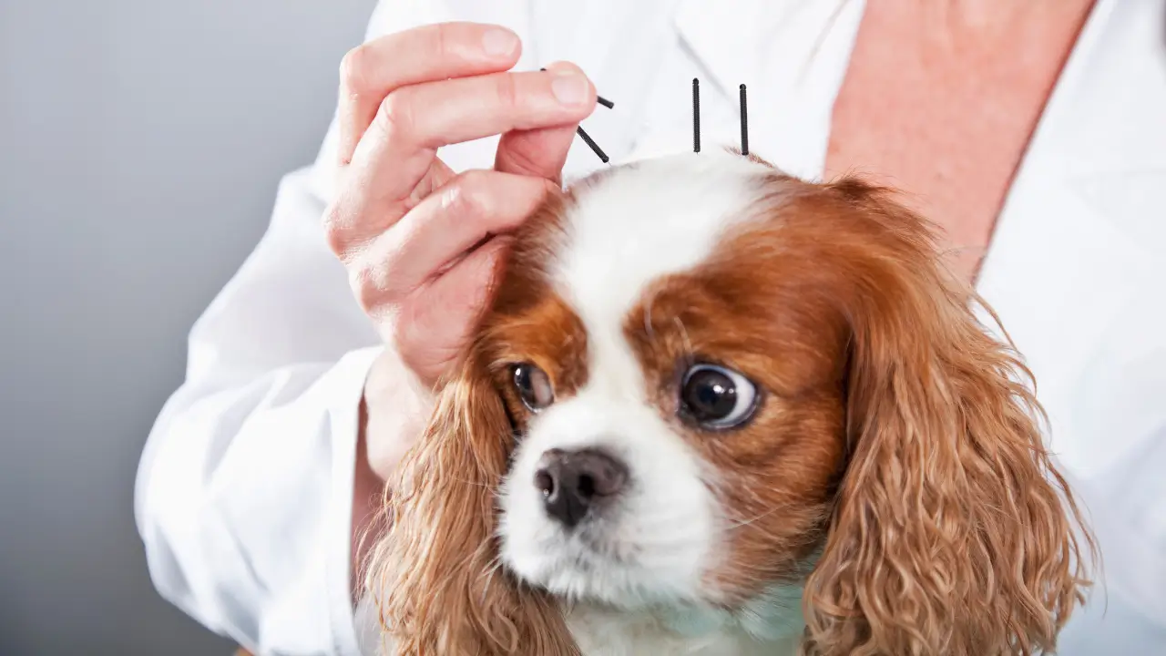 acupuntura pet