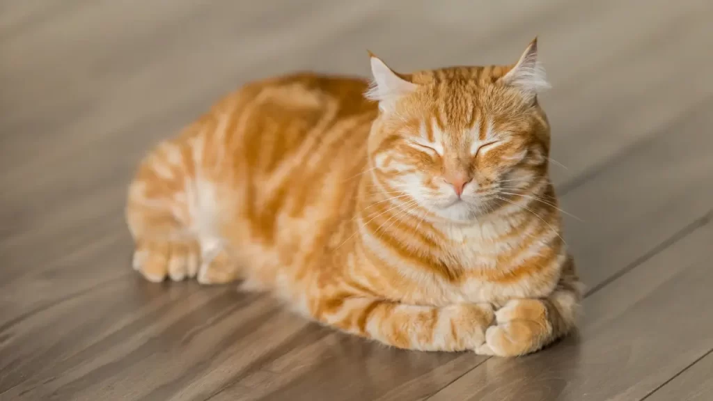 histórias de pets