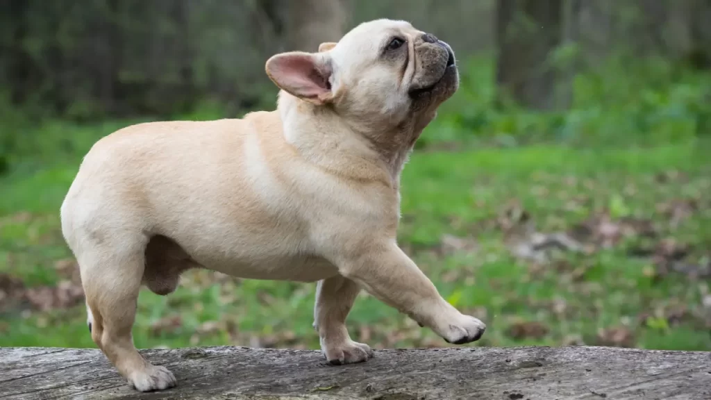 Comportamento do Bulldog Francês
