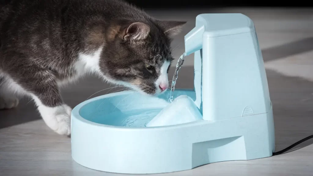 acessórios pet para calor