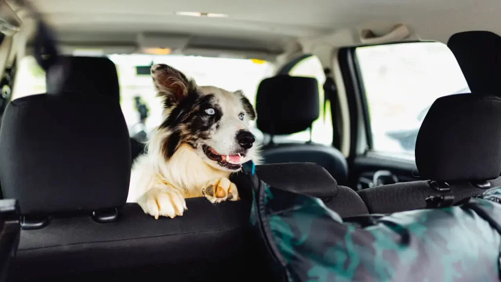 acessórios de viagem para pets