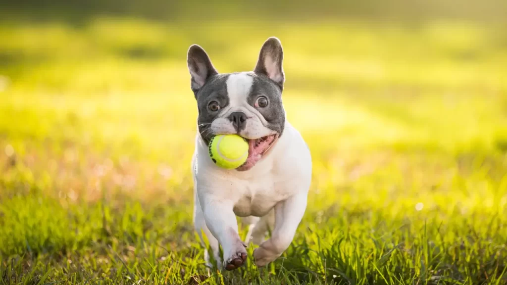 Comportamento do Bulldog Francês