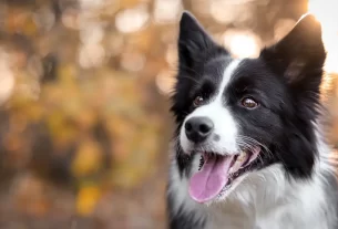comportamento do border collie