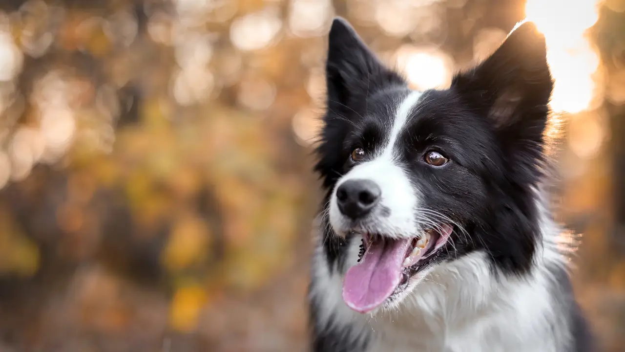 comportamento do border collie