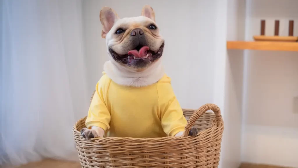 Comportamento do Bulldog Francês