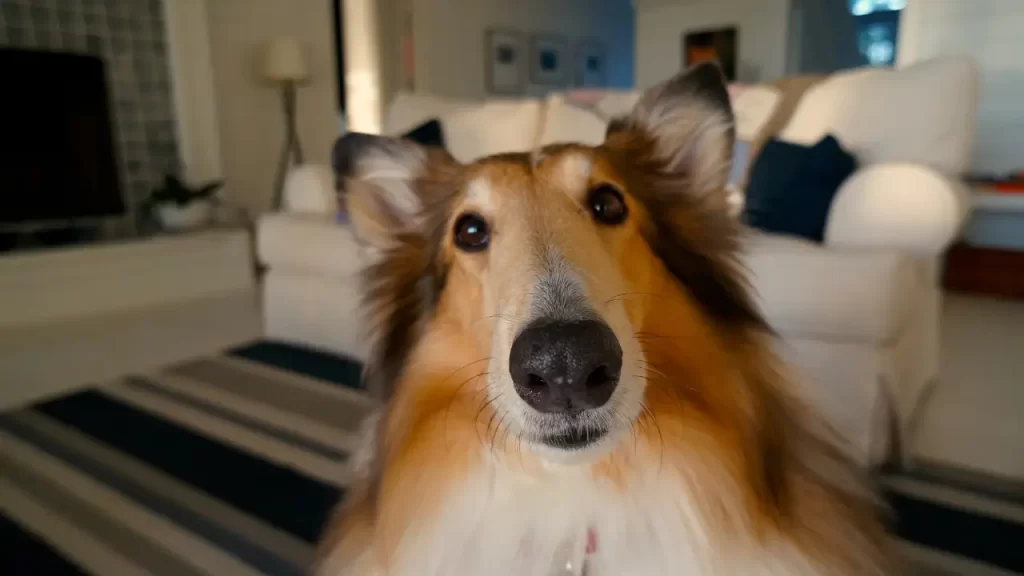 acessórios pet