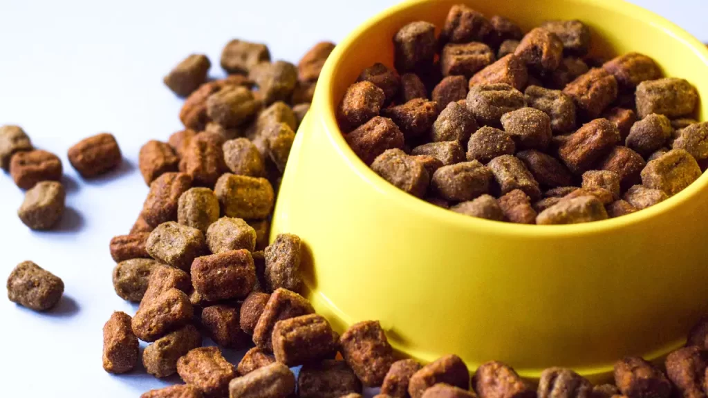 acessórios para pets