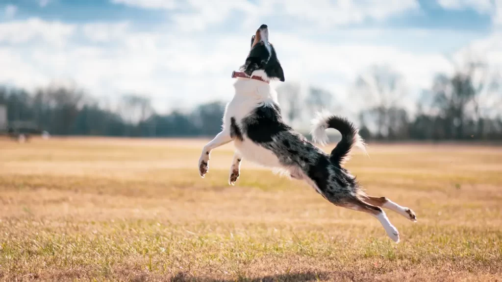 comportamento do border collie