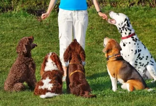 comportamento e adestramento animal