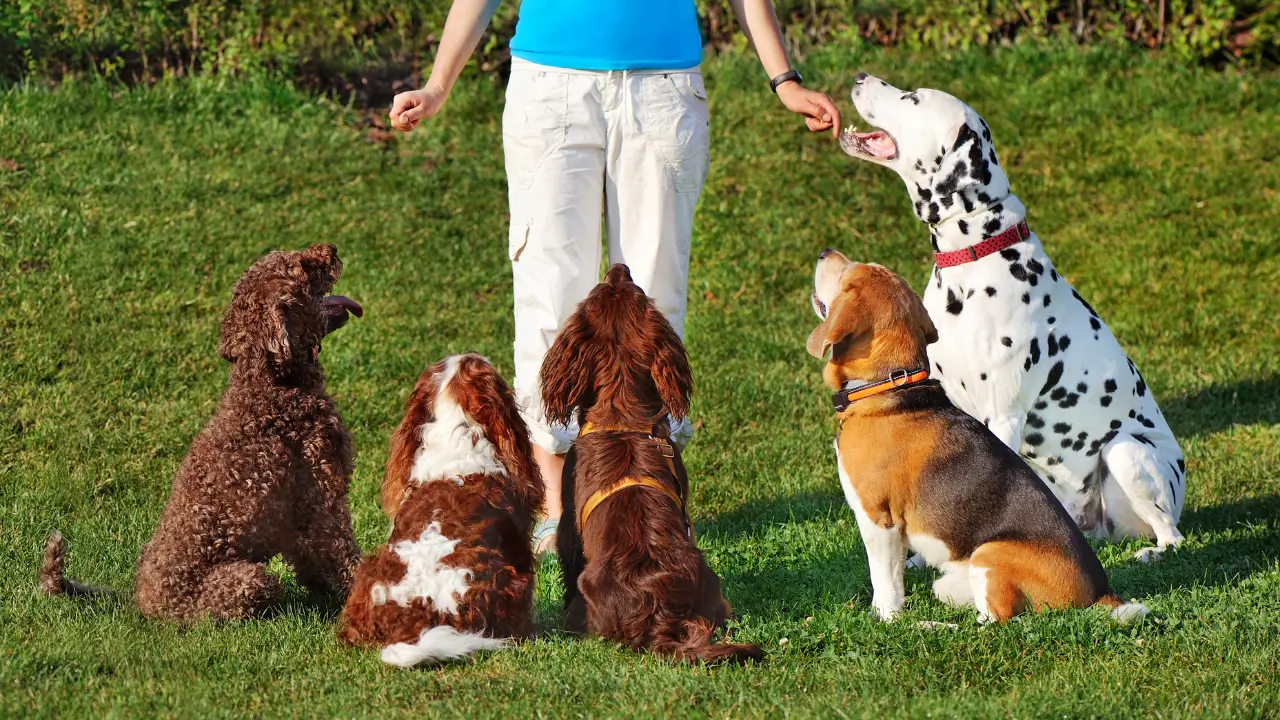 comportamento e adestramento animal