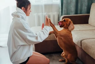 pets