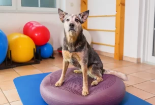 fisioterapia pet