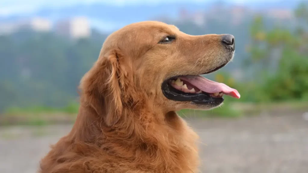comportamento de Golden Retriever