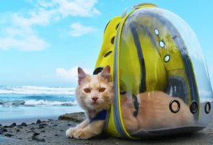 acessórios de viagem para pets