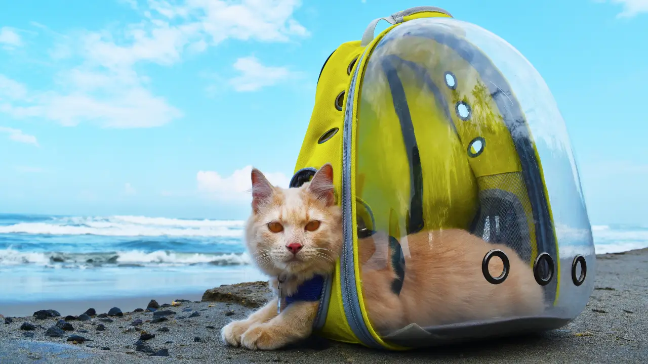acessórios de viagem para pets