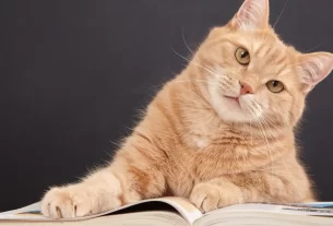 histórias de pets