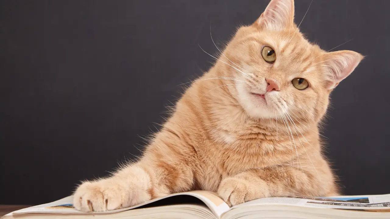 histórias de pets