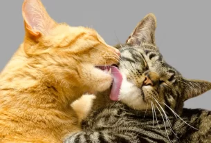 comportamento de gatos