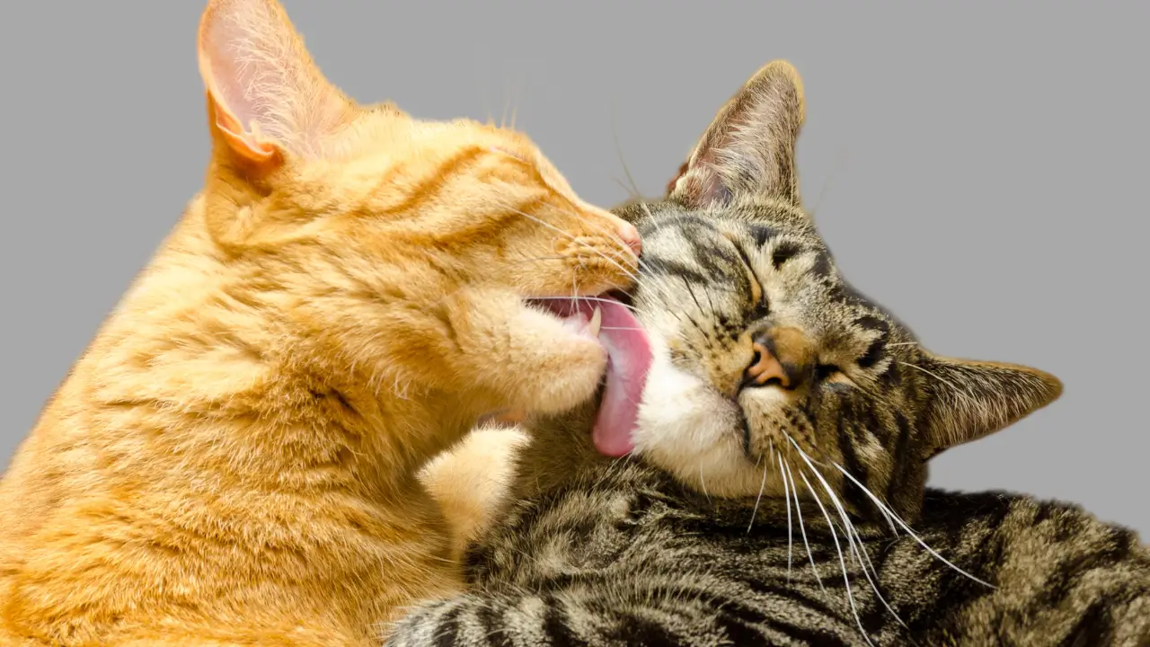 comportamento de gatos