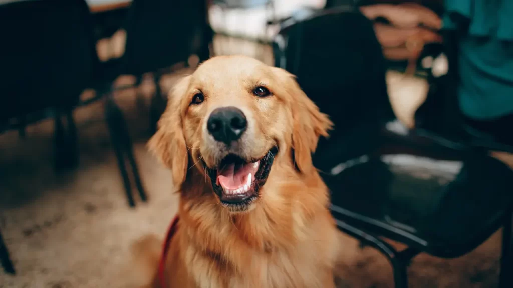 comportamento do Golden Retriever