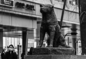 histórias reais de cachorros