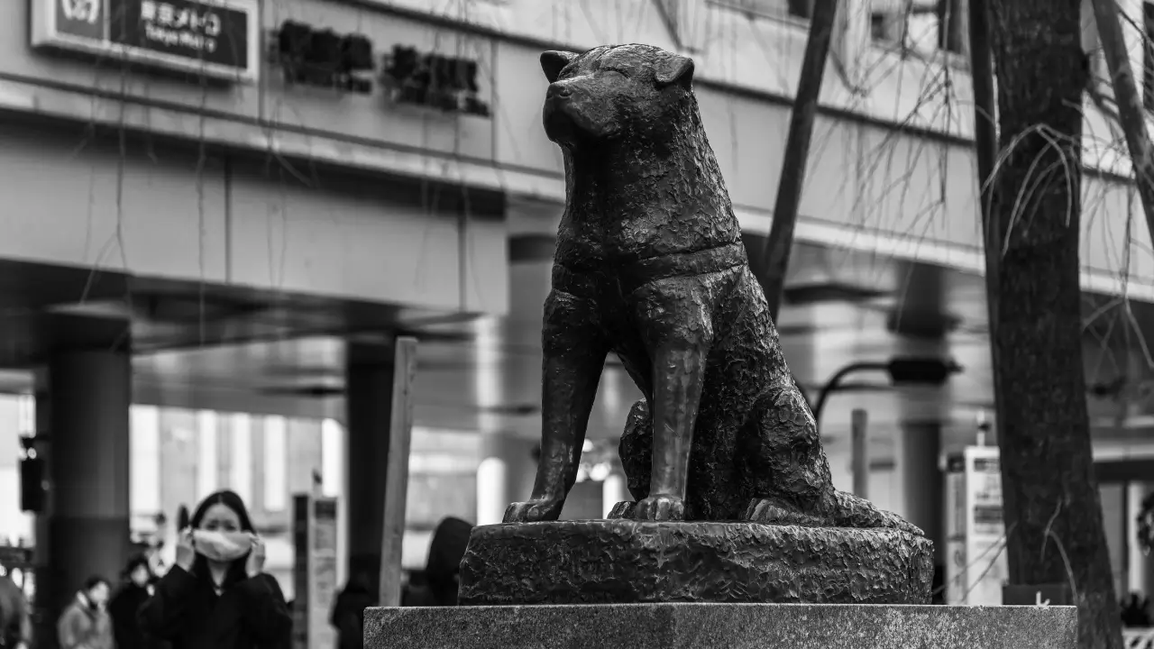 histórias reais de cachorros