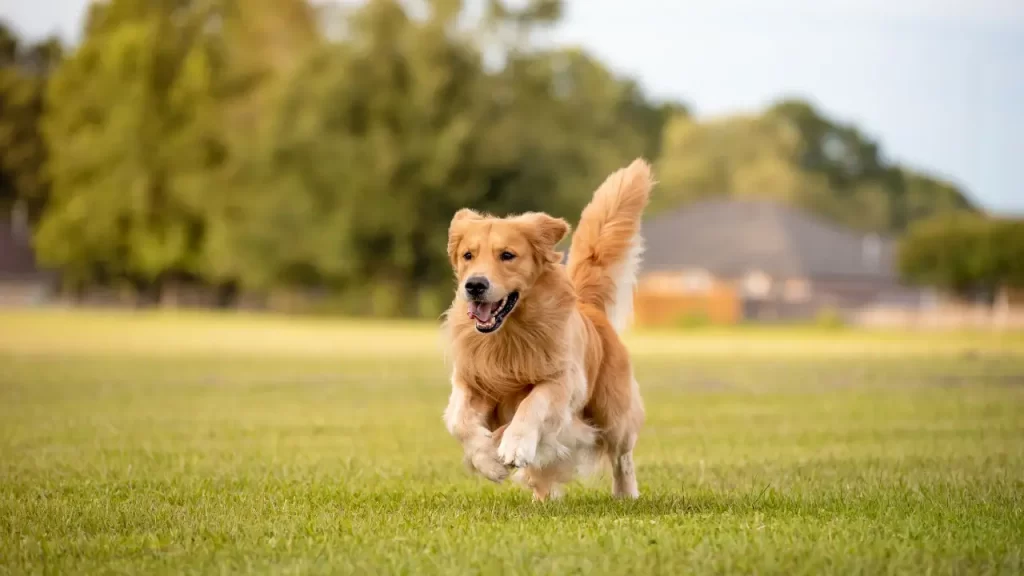 comportamento do Golden Retriever