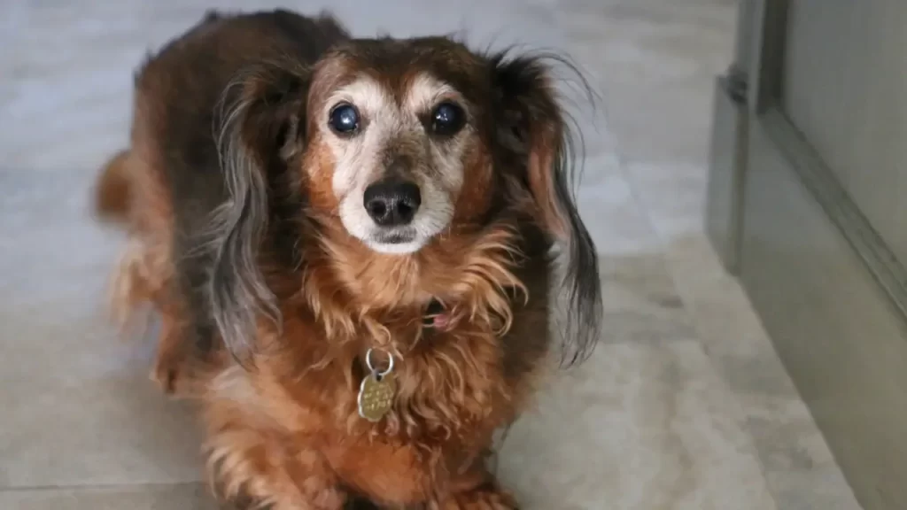 cuidados com pets idosos