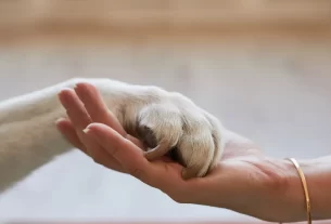 cuidados com pets idosos