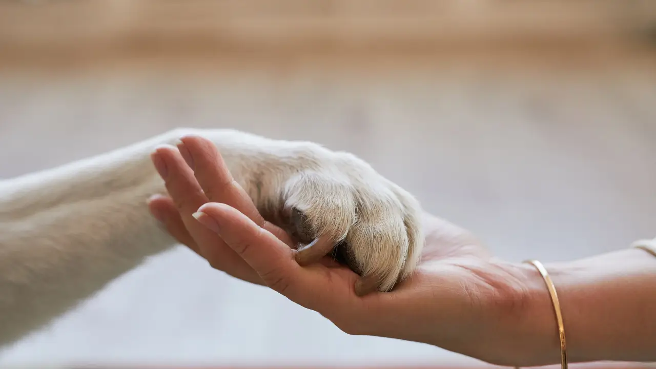 cuidados com pets idosos