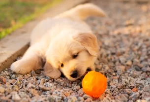 comportamento do golden Retriever