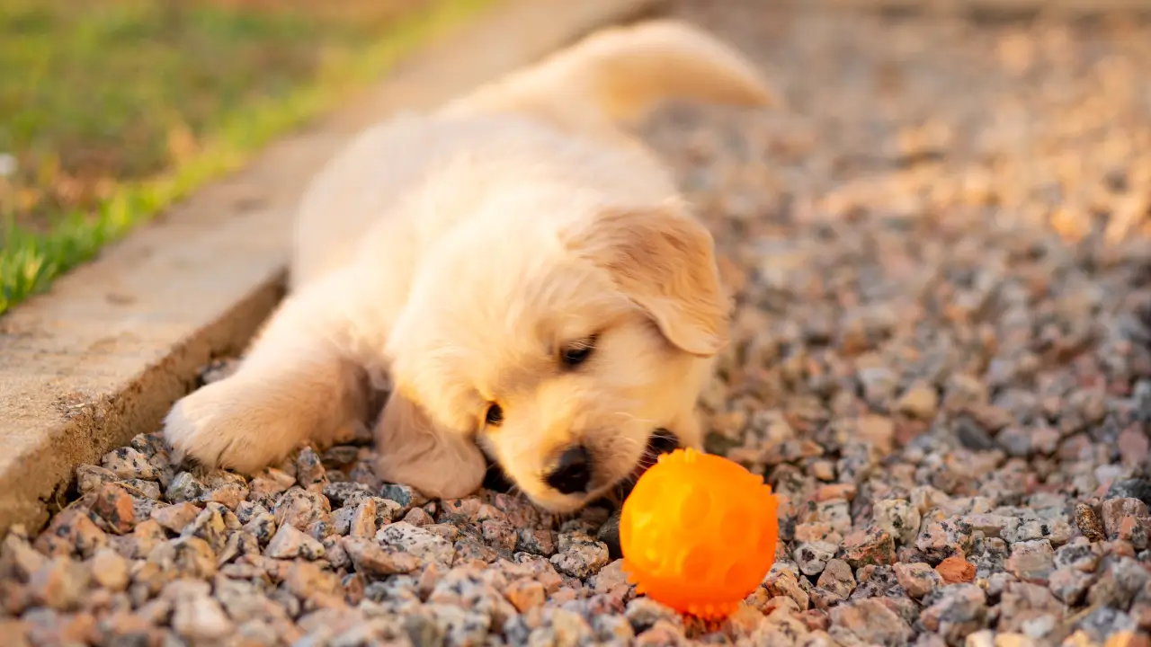 comportamento do golden Retriever