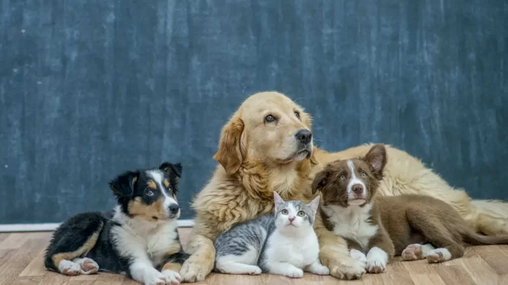 saúde pet