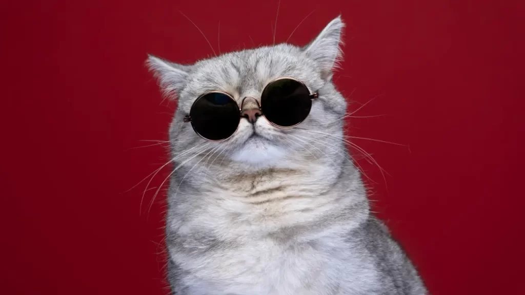 comportamento de gatos