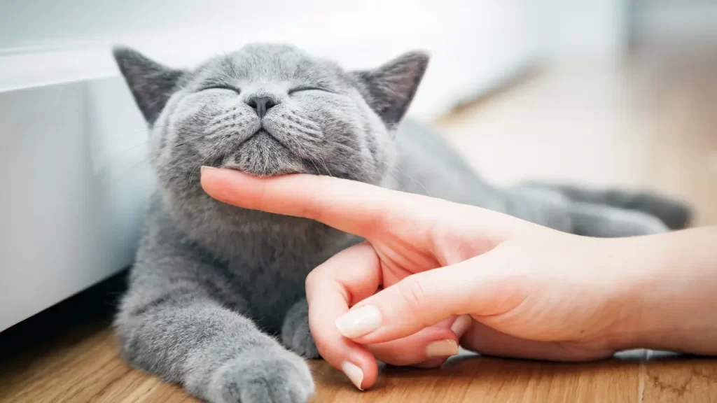 comportamento de gatos
