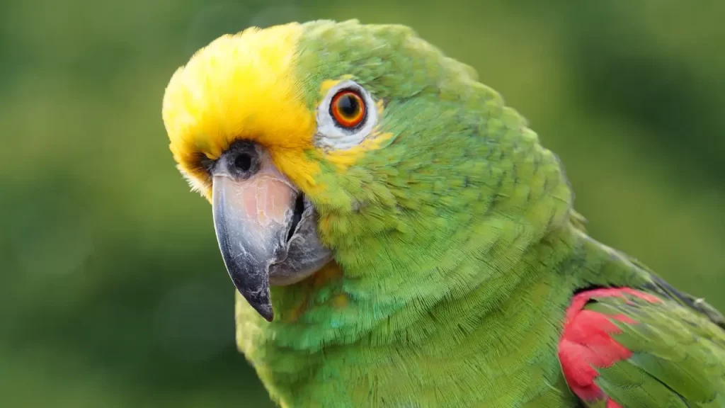 histórias de pets