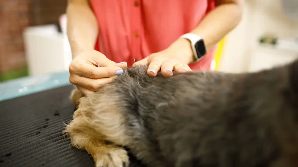 acupuntura pet