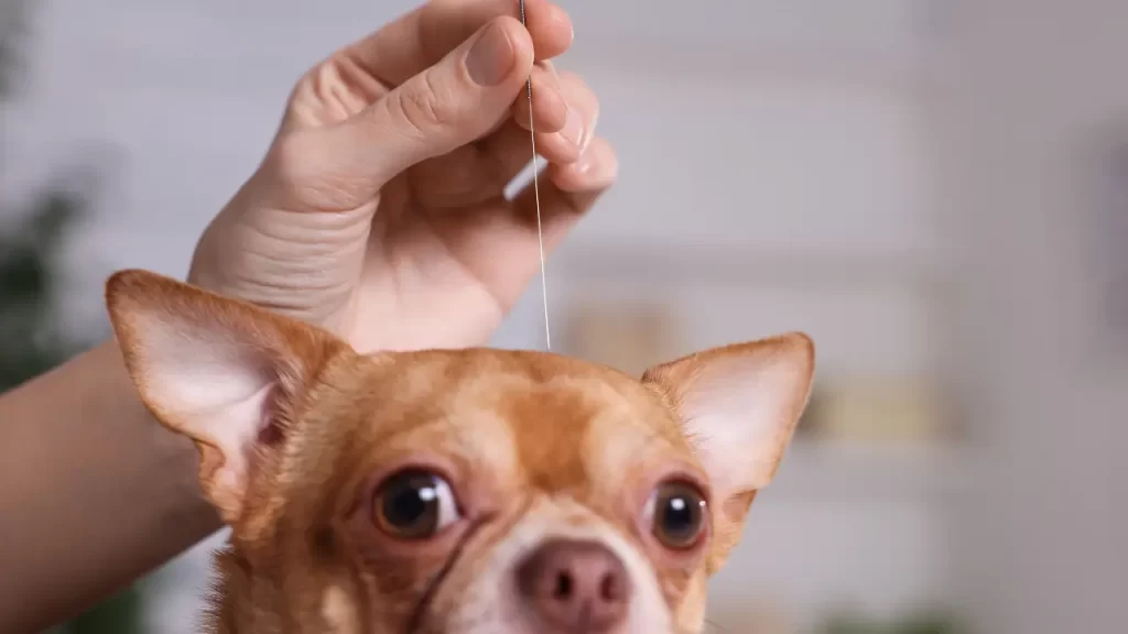 acupuntura pet

