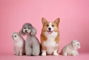 cuidados e saúde do pet