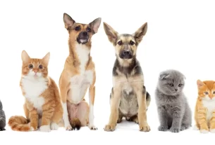 acessórios para pets