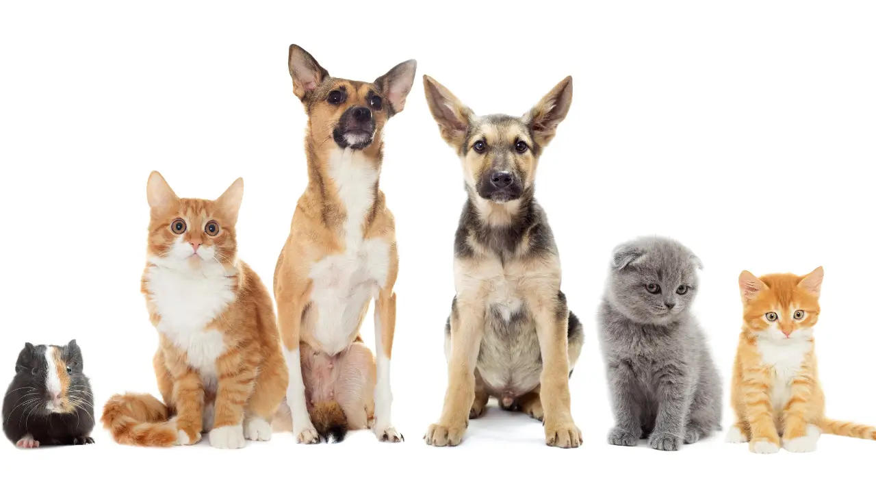 acessórios para pets