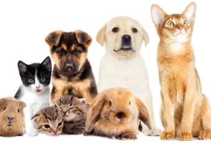 histórias de pets
