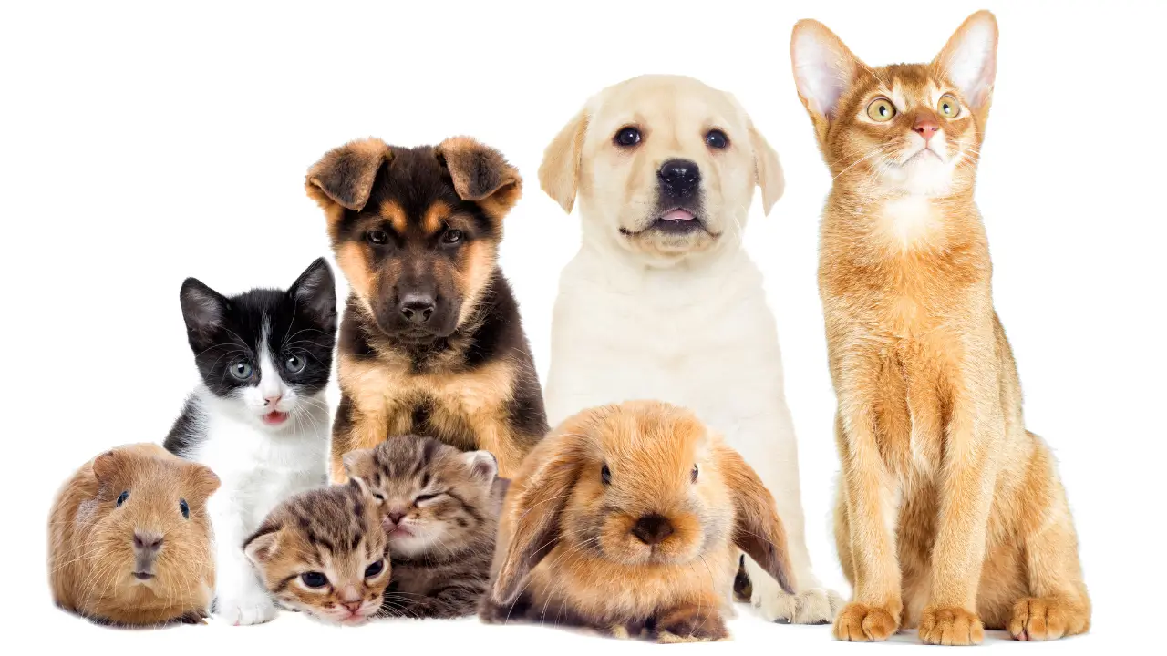 histórias de pets