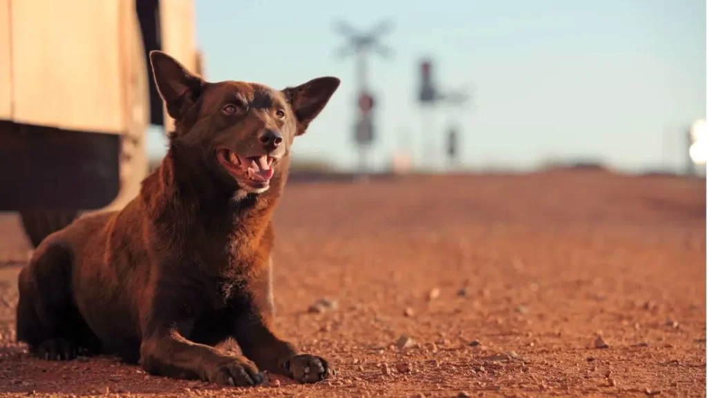 histórias reais de cachorro