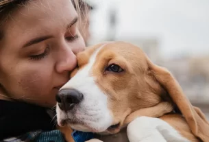 adoção de animais
