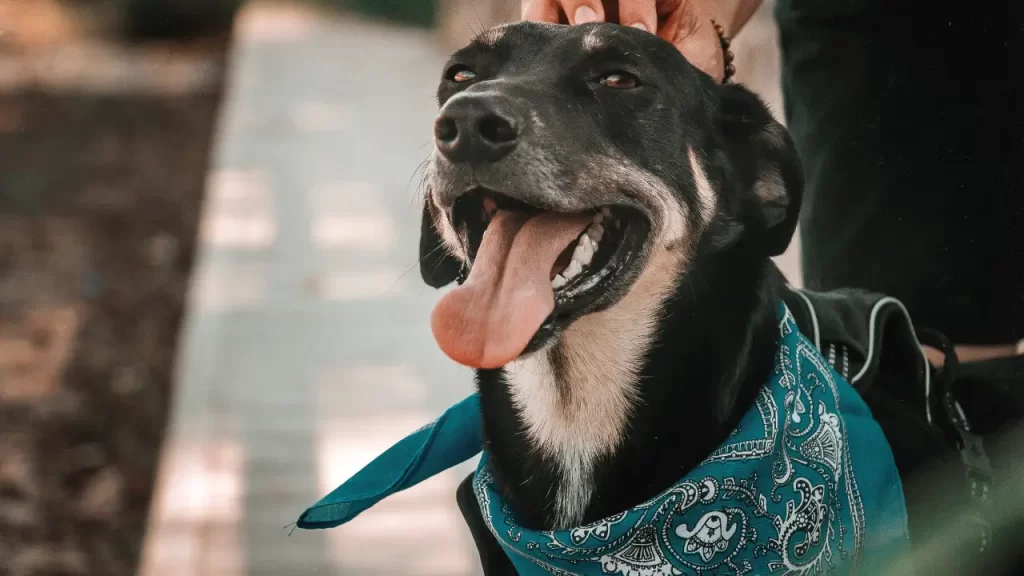 adoção de animais