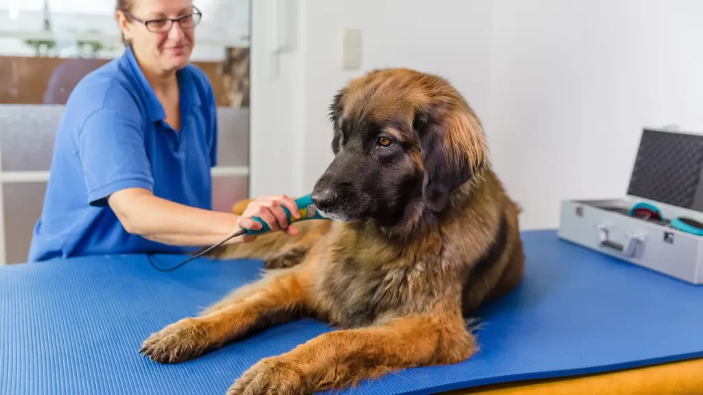 fisioterapia pet