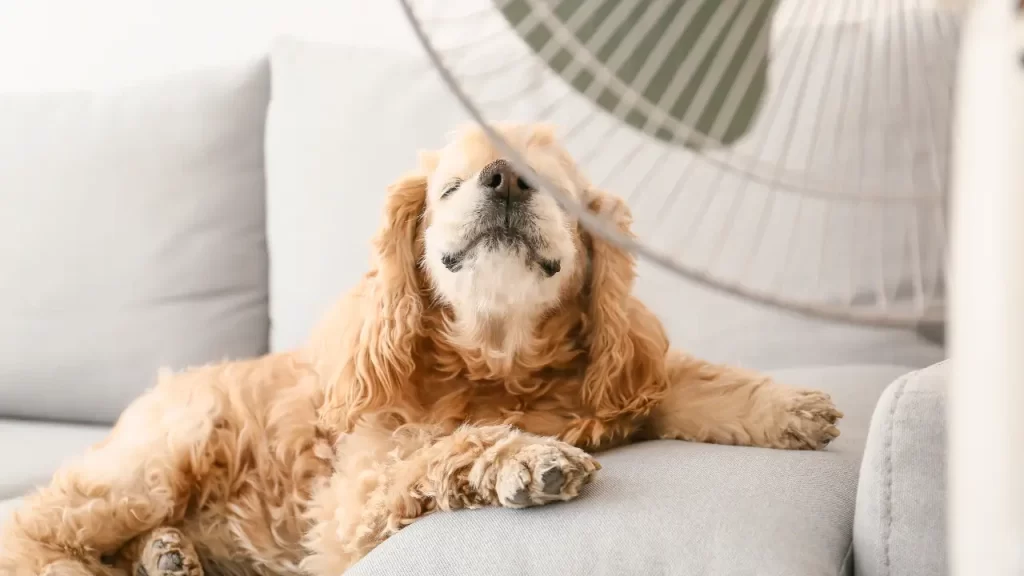 acessórios pet para calor