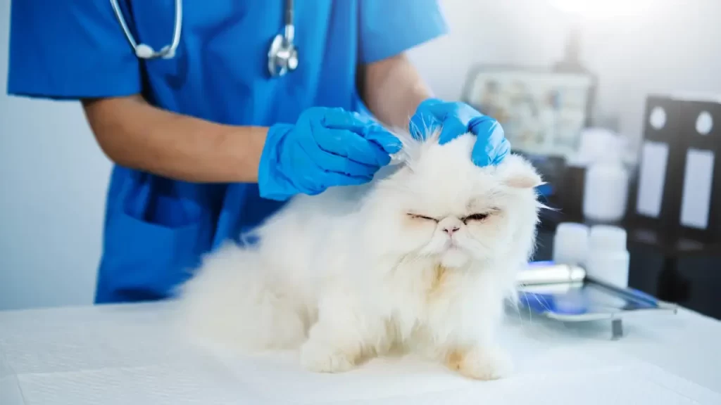 cuidados com pets idosos